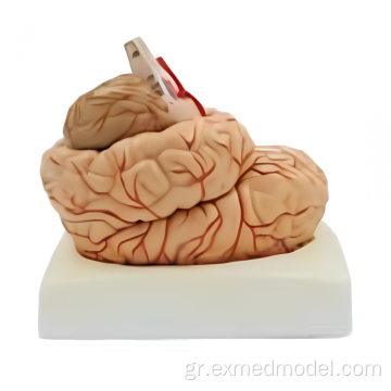 Εγκέφαλος με αρτηρία και νεύρα